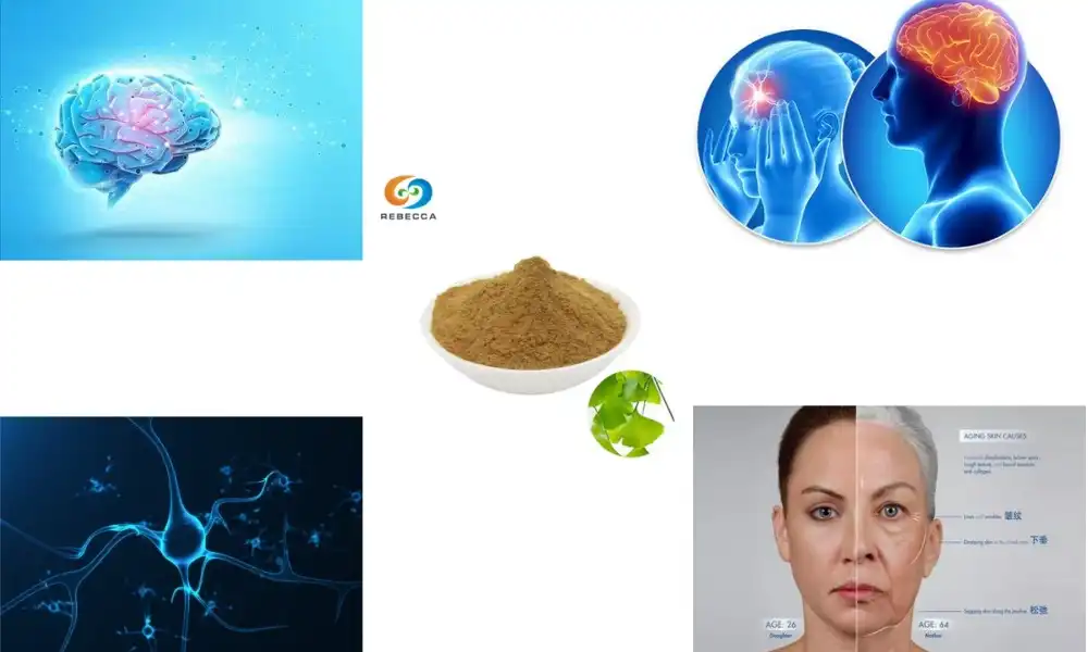 Can Ginkgo Biloba Extract Powder Improve Your Memory?